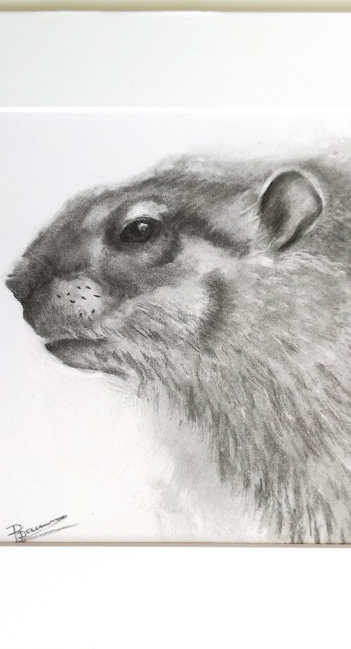 Woodchuck portrait by Olga Tchefranov (Shefranov)