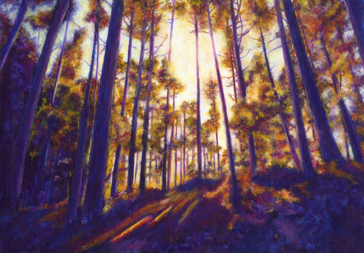 Light Through Trees New Forest Artfinder
