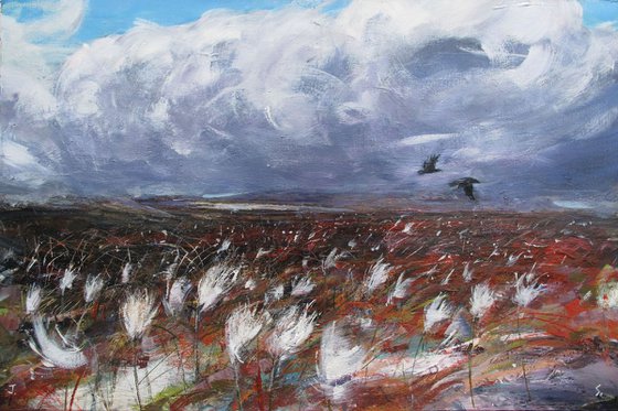 Cotton-grass, Crows,, Eskdale Moor, Cumbria