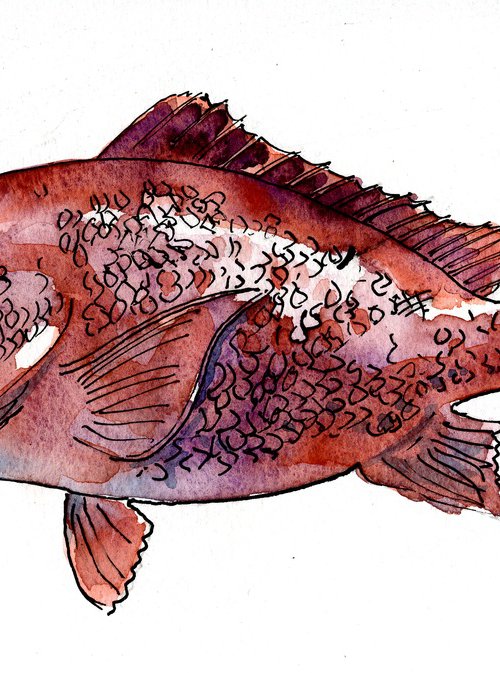 Red Snapper by Stuart Roper