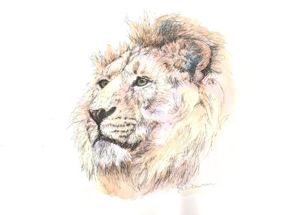 Asiatic lion "Chandra"