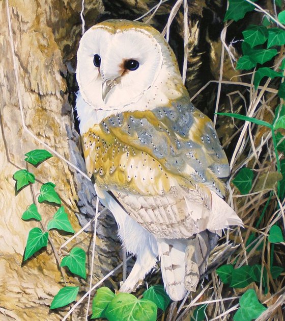 Barn Owl