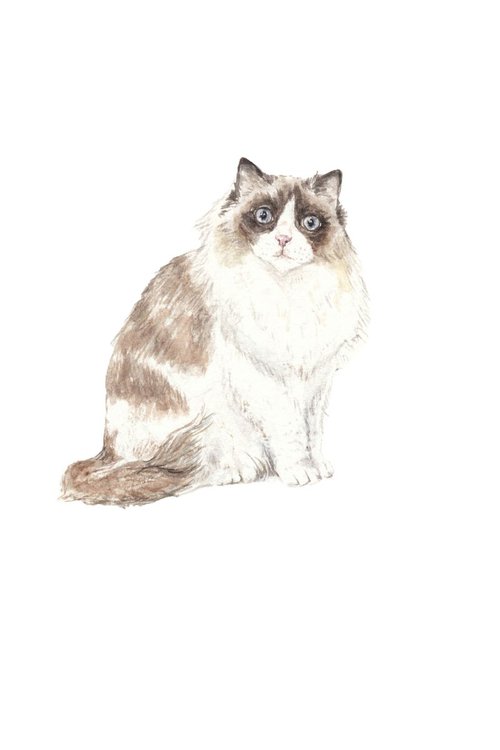 Ragdoll Cat Original Watercolor by Lauren Rogoff