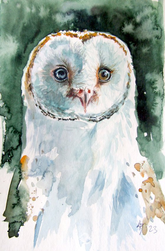 Owl collection