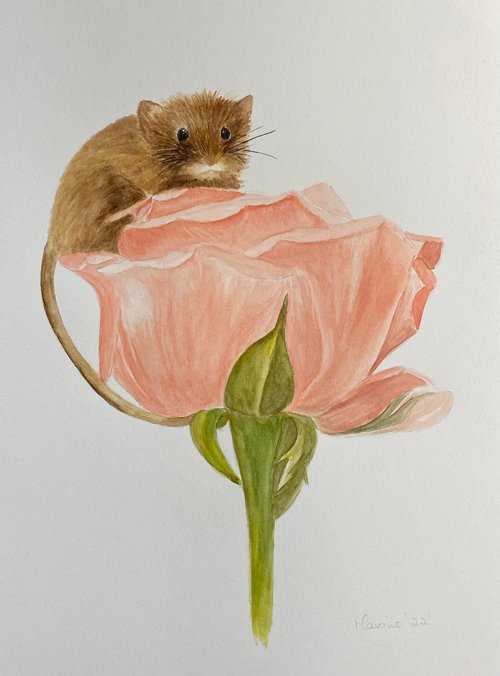 Mouse on rose by Maxine Taylor