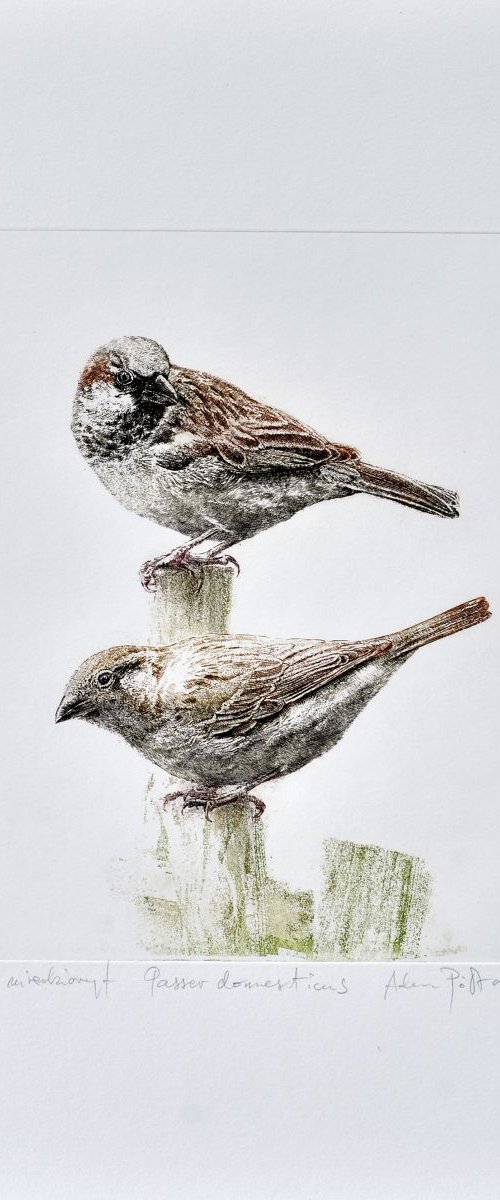 House sparrow by Adam Półtorak