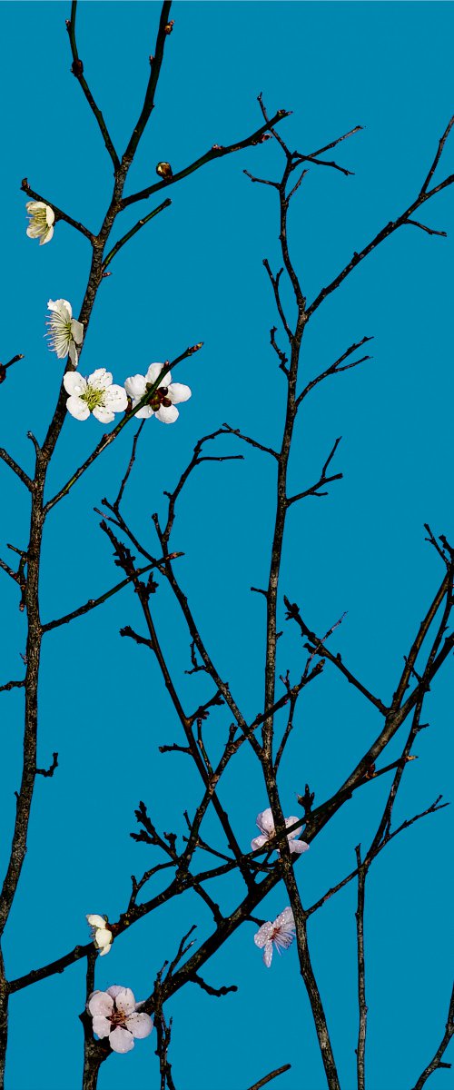PALETTE#004-Plum, Cherry Blossoms- by Keiichiro Muramatsu