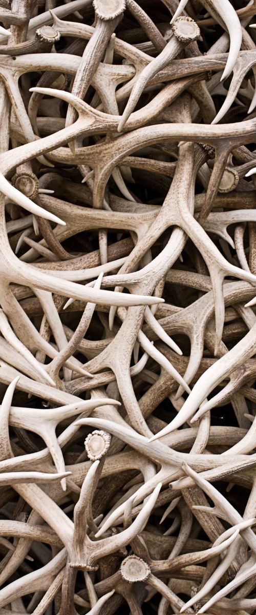 Elk Antlers in Jackson, Wyoming by Eugene Norris