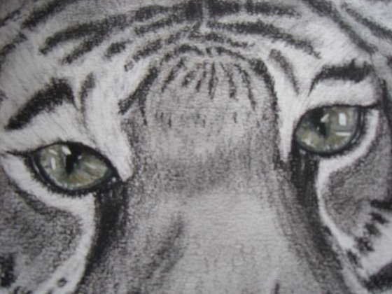 Tiger close up