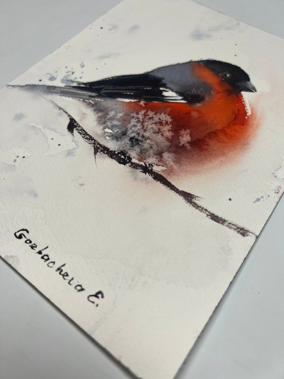 Bullfinch #2