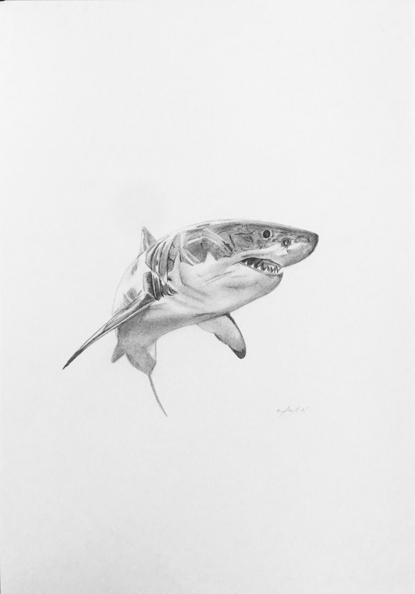 Great white shark by Amelia Taylor