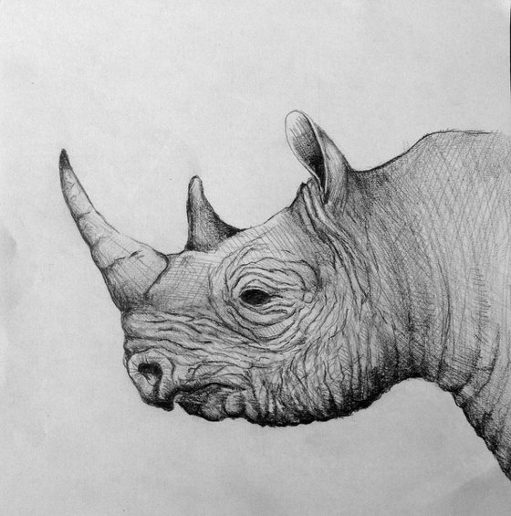 rhinoceros 5 drawings