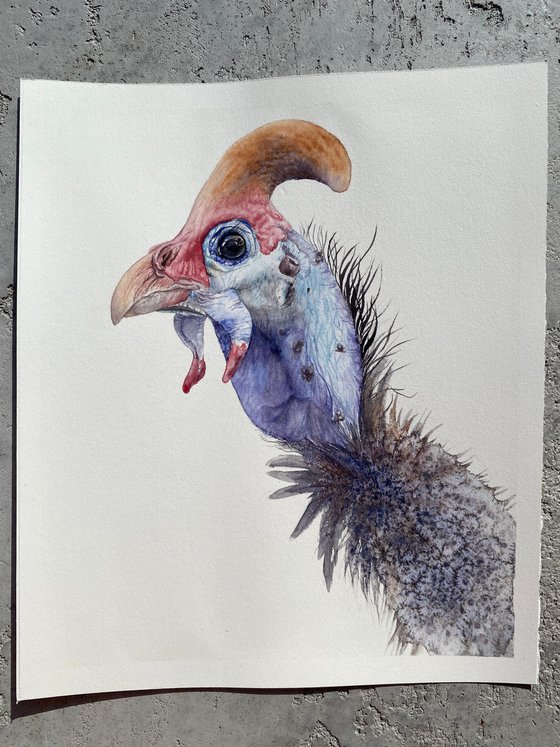 Portrait of Guinea fowl bird