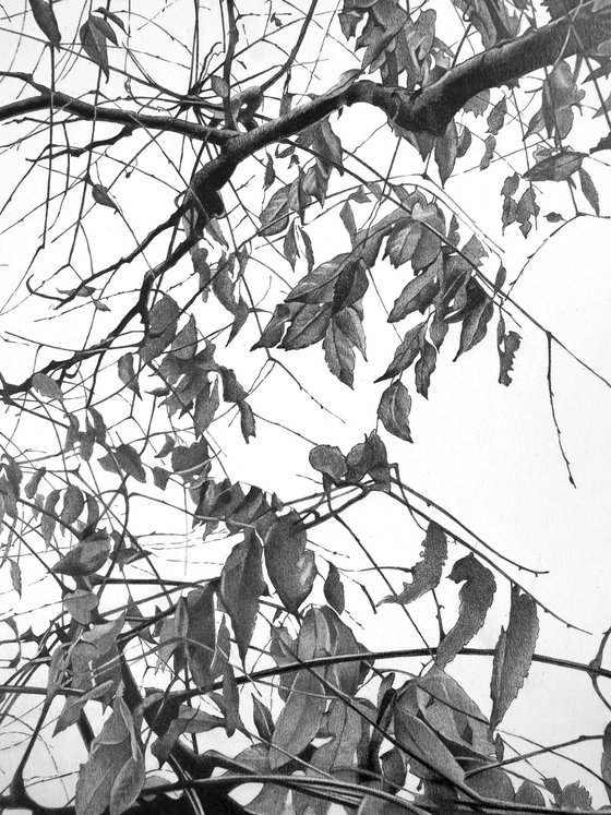 Whispers of the Canopy.