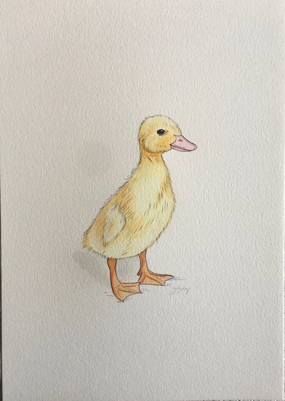 Yellow duckling