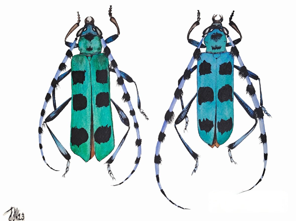 Rosalia alpina Linnaeus. Rosalia batesi. Blue-eyed beetle by Yuliia Sharapova