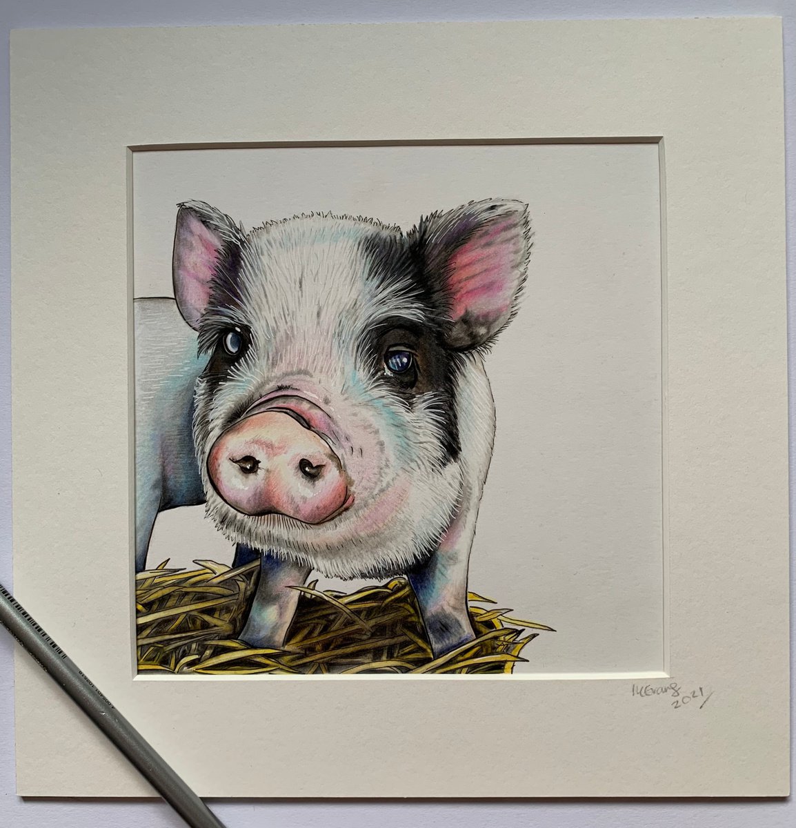 Pencil Drawing , Little Piglet By Karen Elaine Evans, 10 X 10, Artwork For Sale On Artfinder