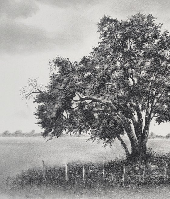 English Oak