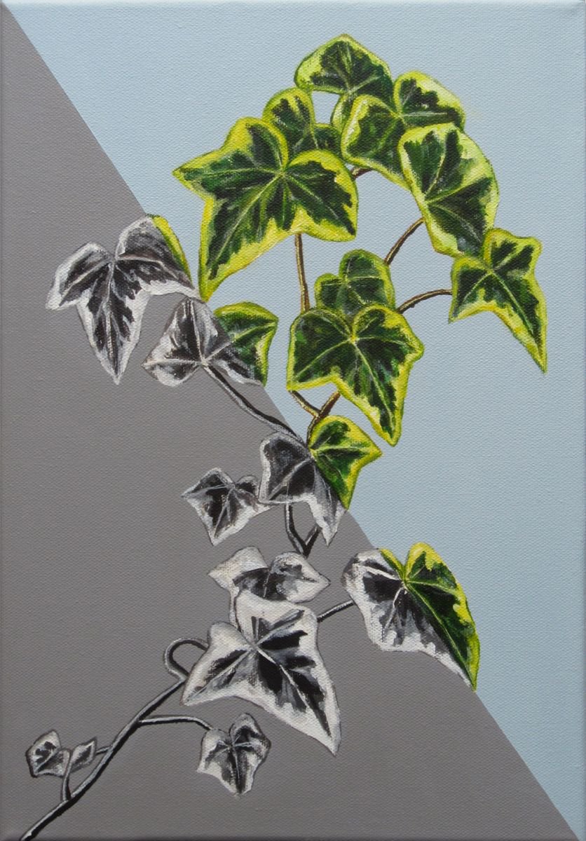Ivy Ivy by Jacqueline Talbot