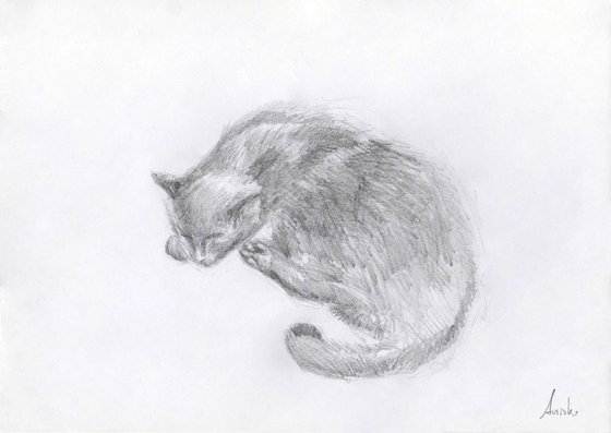 Cat Study 5