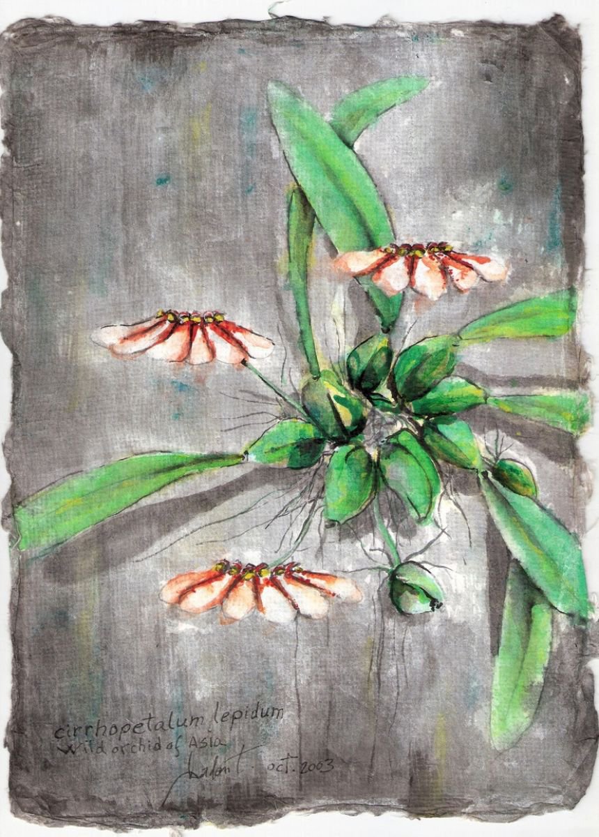 Impressionistic Botanical Painting By Gordon T., 8 X 11, Cirrhopetalum Lepidum, Original Artwork