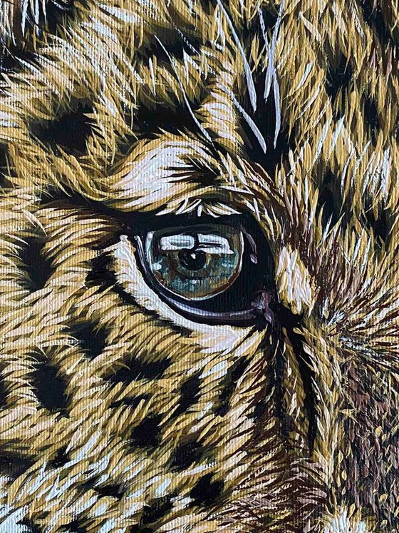 Leopard