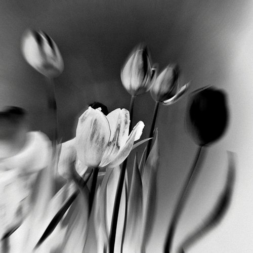 Tulips by Anna Bush