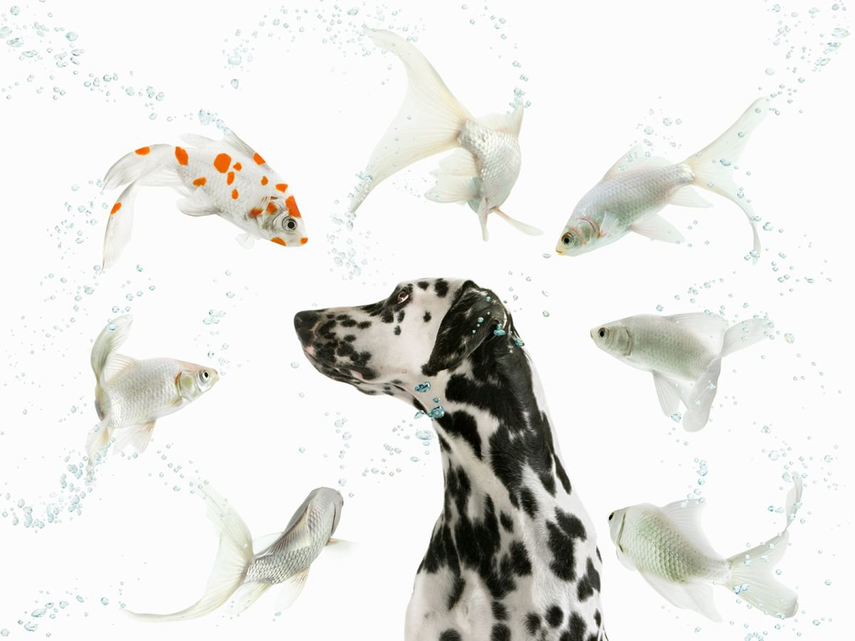 Photorealistic Animal Photograph By Gandee Vasan, 23 X 17, Someone Like Me, Original Artwork