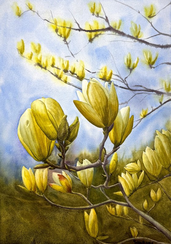 Yellow magnolias watercolor flowers