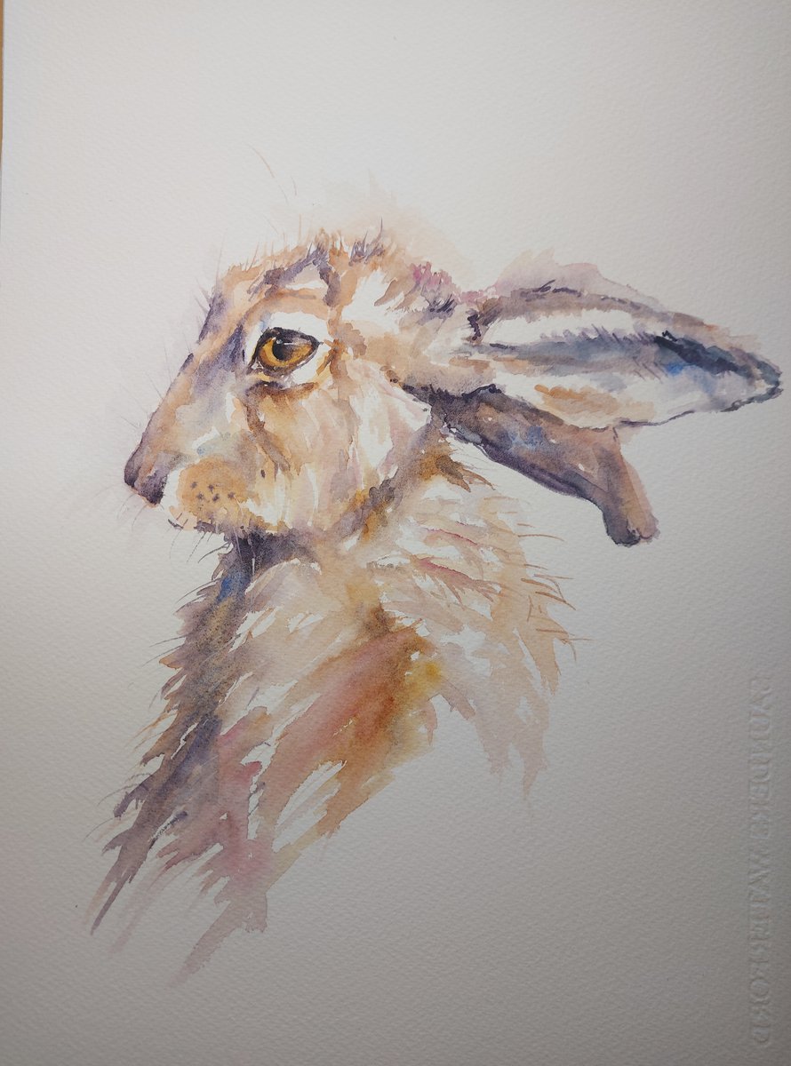 Bashful hare by Sue Green