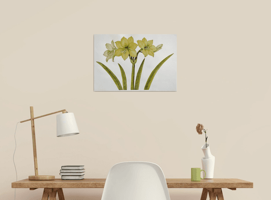 Yellow Amaryllis