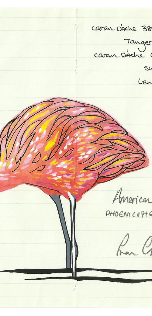 Birds of North America: American Flamingo by Fran Giffard