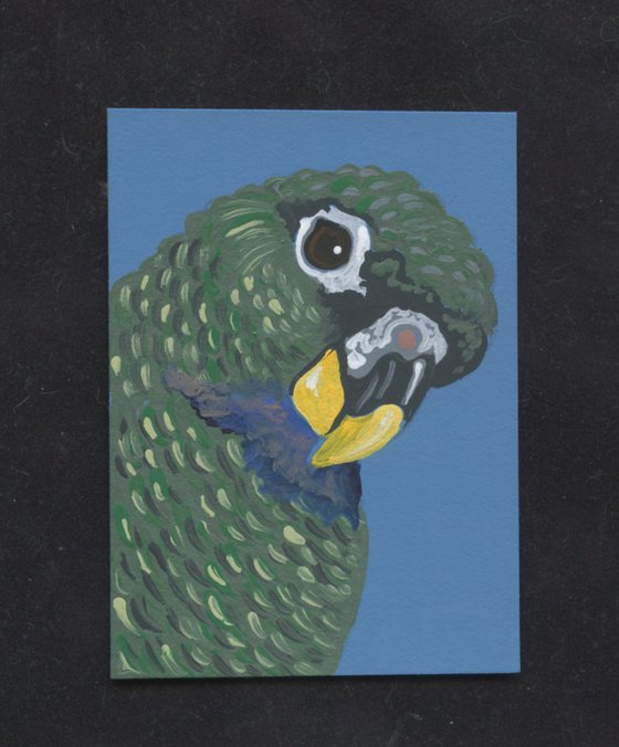 ACEO ATC Original Miniature Painting Pionus  Parrot Pet Bird Art-Carla Smale