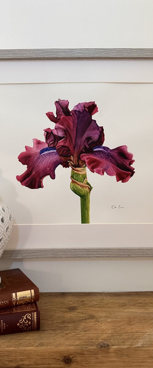 The Purple Iris by Irsa Ervin