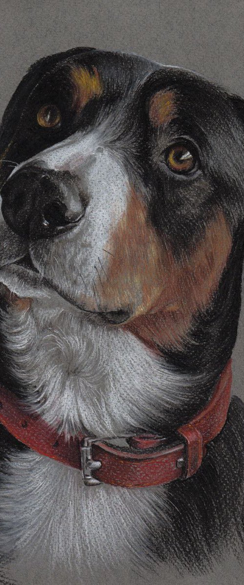 Entlebucher Sennenhund. 21cm x 30cm. Pastel on colored paper. by Olga Tsvetkova