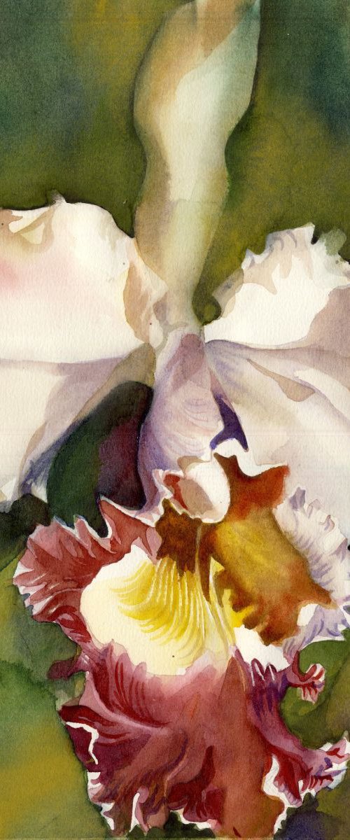 Cattleya orchid with green by Alfred  Ng