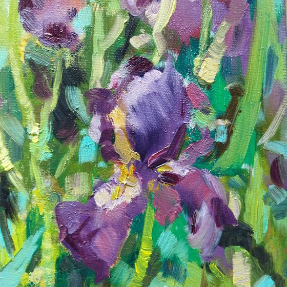 Miniature Iris Blooms