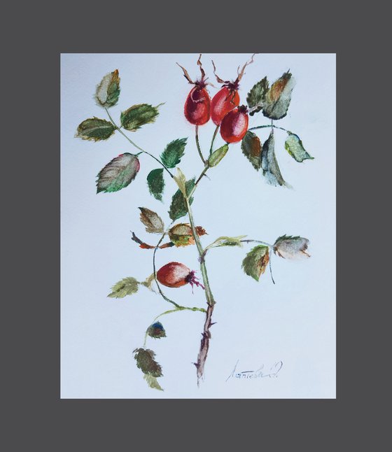 Rose hip