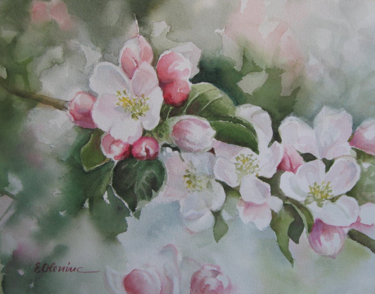 Apple Blossom Watercolour by Elena Oleniuc Artfinder