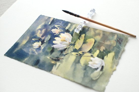 Water lilies in the pond, White flowers and green leaves