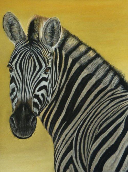 Sunset Zebra - pastel portrait by Silvia Frei