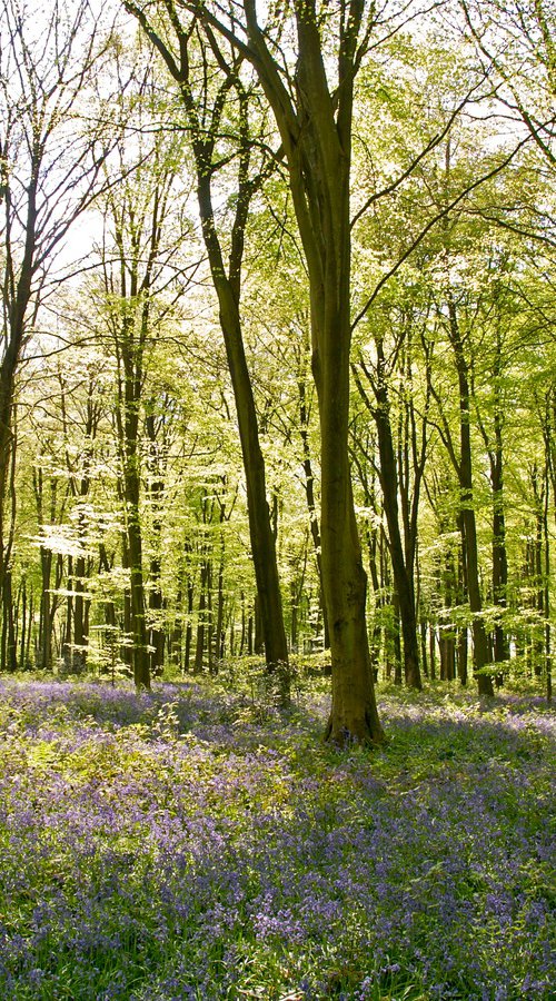 Micheldever Wood in Springtime by Alex Cassels