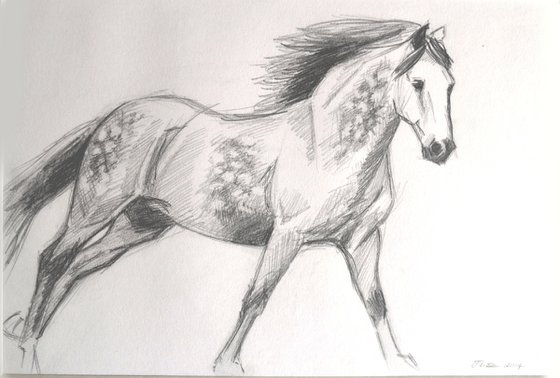 La Plata (Andalusian Horse)