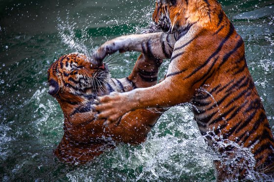 Tigers in Turmoil