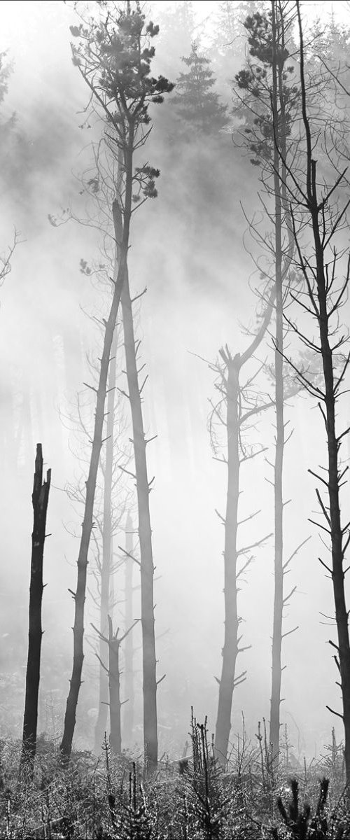 TreeScape in Morning Mist by Stephen Hodgetts Photography