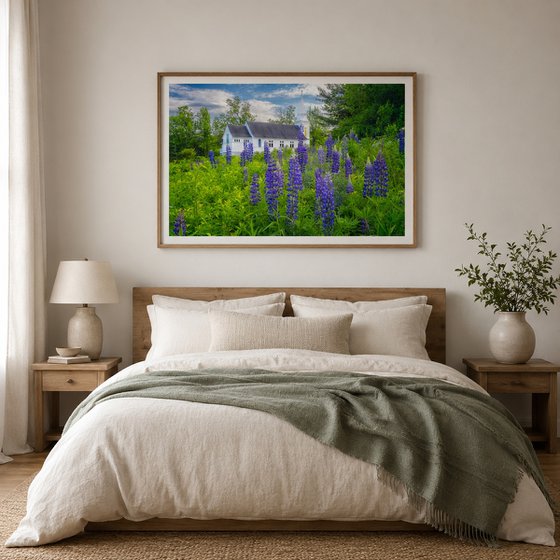Lupines at Saint Matthews, 43 x 29