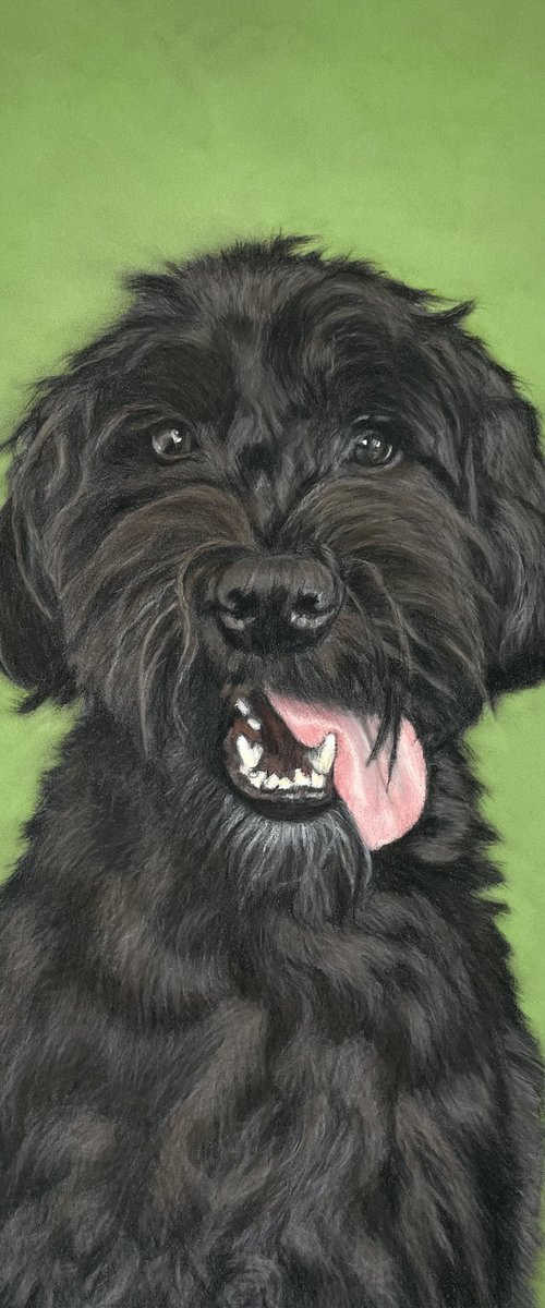 Commission pet portrait by Anne Shaughnessy