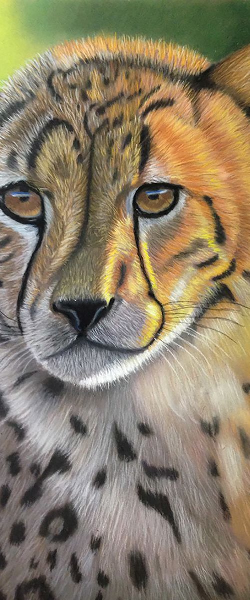 Cheetah Pastel Painting A3 Framed by Gary Thomas