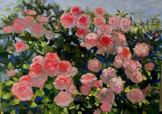 Roses in Bloom