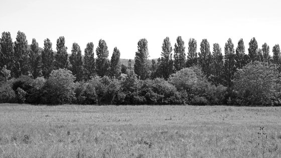 Poplars at Lavacourt